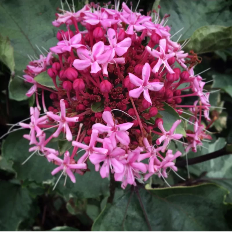 Clerodendrum bungei Pink Diamond