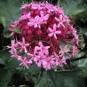 Clerodendrum bungei Pink Diamond