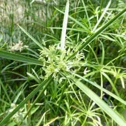 Pražangialapė viksvuolė - Cyperus alternifolius