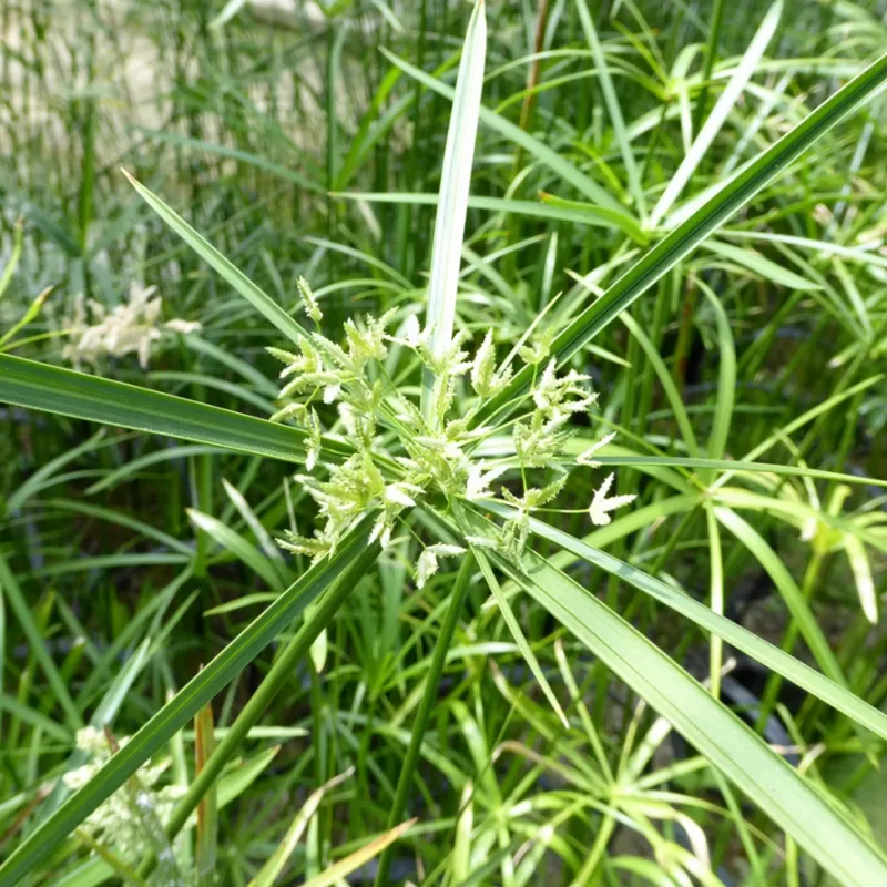 Pražangialapė viksvuolė - Cyperus alternifolius