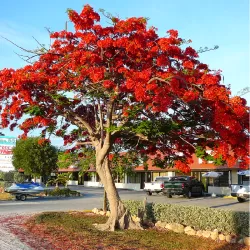 Delonix regia (regina)
