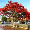 Karališkasis ugniamedis - Delonix regia (regina)