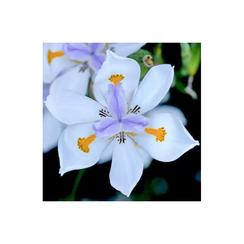 Dietes grandiflora