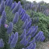 Echium fastuosum