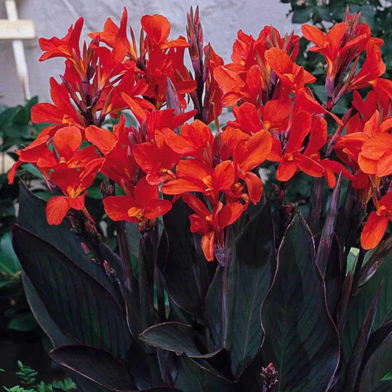 Canna JULIA