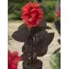 Canna JULIA