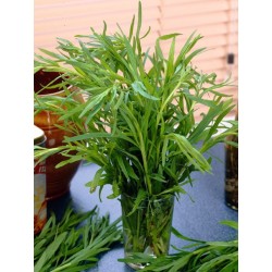 Vaistinių kiečių Senior sodinukai su pristatymu į namus