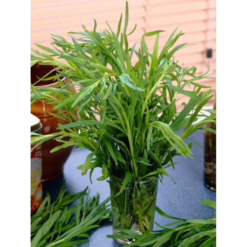 Vaistinių kiečių Senior sodinukai su pristatymu į namus