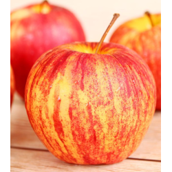 Obelų sodinukai internetu su pristatymu į namus