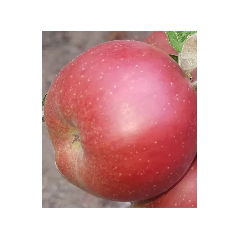 Obelų sodinukai internetu su pristatymu į namus