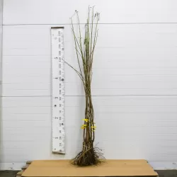 Trešnė DROGANO GELTONOJI