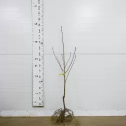 Trešnė DROGANO GELTONOJI