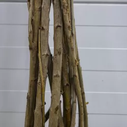 Trešnė DROGANO GELTONOJI