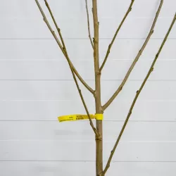 Trešnė DROGANO GELTONOJI