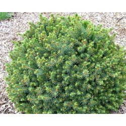 Sitkinė eglė žemaūgė forma - Picea sitchensis Nana P15