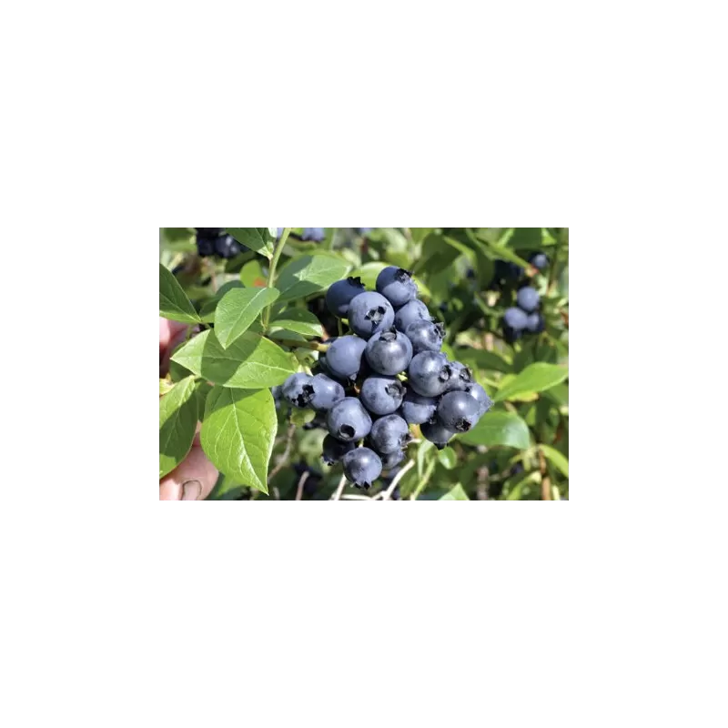 Šilauogė - Vaccinium corymbosum Northblue