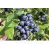 Šilauogė - Vaccinium corymbosum Northblue