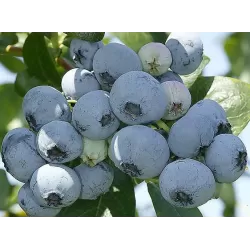 Šilauogė (siauralapė hibridinė) - Vaccinium corymbosum Northblue P16- P19 40-60 CM