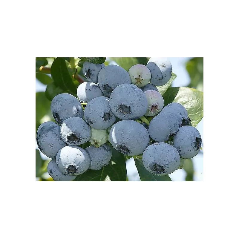 Šilauogė (siauralapė hibridinė) - Vaccinium corymbosum Northblue P16- P19 40-60 CM