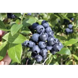 Šilauogė (siauralapė hibridinė) - Vaccinium corymbosum Northblue P16- P19 40-60 CM