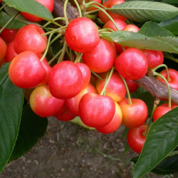 Sweet cherry - Prunus avium STARDUST