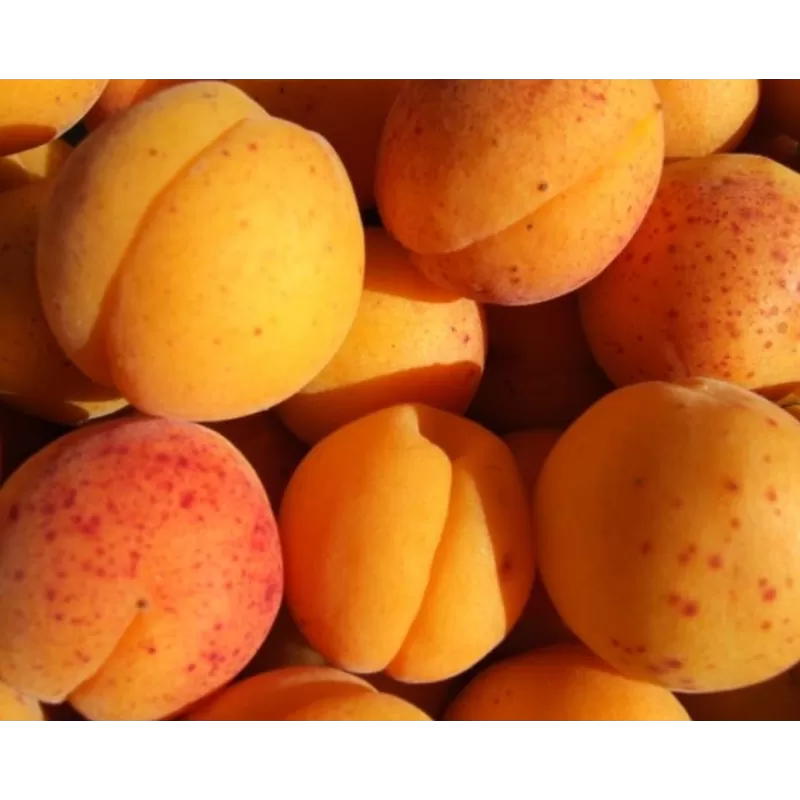 Prunus armeniaca LASMA