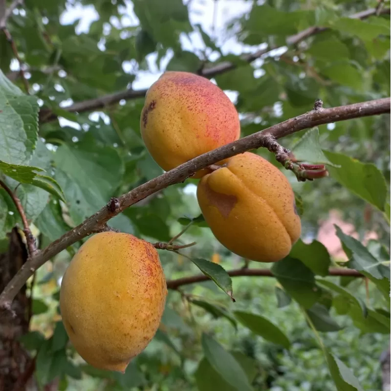 Abrikosas - Prunus armeniaca VELTA