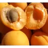 Abrikosas - Prunus armeniaca LASMA