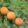Abrikosas - Prunus armeniaca COMPACTA