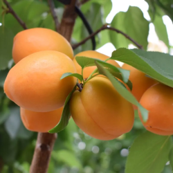 Abrikosas - Prunus armeniaca COMPACTA