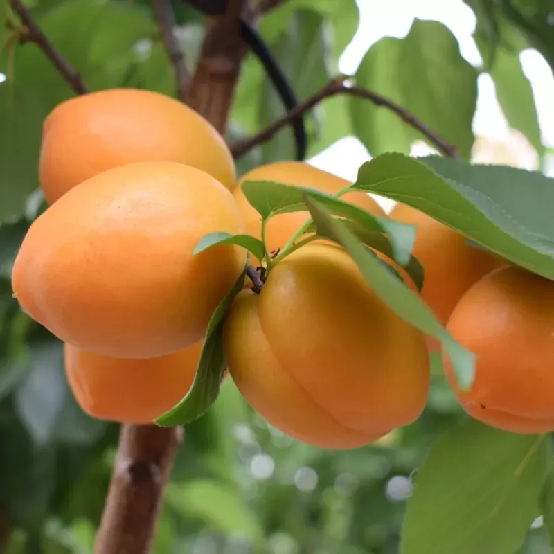 Abrikosas - Prunus armeniaca COMPACTA