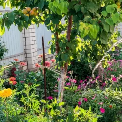 Abrikosas - Prunus armeniaca COMPACTA