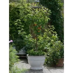 Abrikosas - Prunus armeniaca COMPACTA