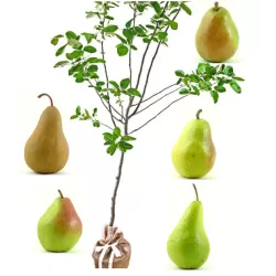 Vaismedžiai rudens sodinimui - Žagarės sodų asortimentas