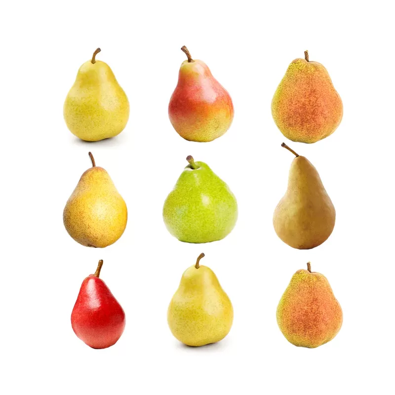 Giminės kriaušė (6 skirtingos veislės viename medyje) - Pyrus communis