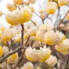 Geltonoji švirkšna - Edgeworthia chrysantha