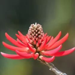 Ugninis (plikasis) koralmedis - Erythrina coralloides