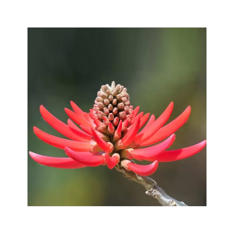 Retų ir egzotinių augalų prekyba internetu ir pristatymas į namus