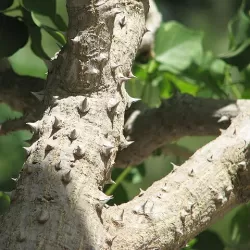 Retų ir egzotinių augalų prekyba internetu ir pristatymas į namus