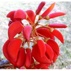 Brazilinis koralmedis - Erythrina falcata