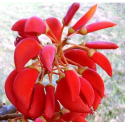 Retų ir egzotinių augalų prekyba internetu ir pristatymas į namus