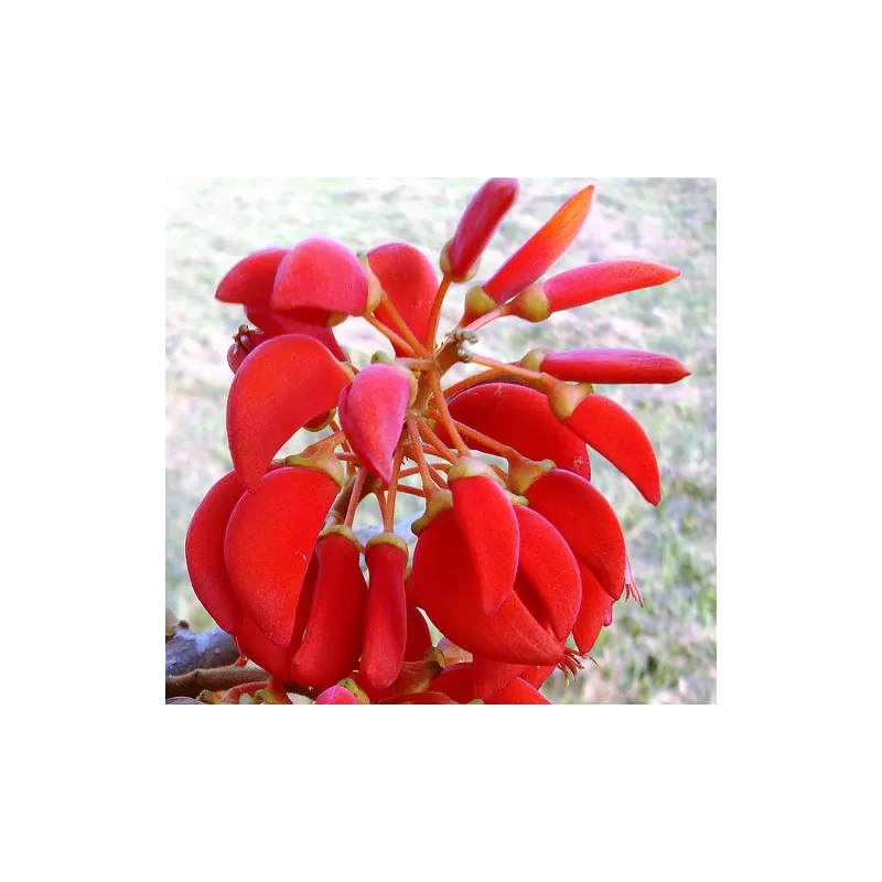 Brazilinis koralmedis - Erythrina falcata