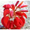 Brazilinis koralmedis - Erythrina falcata
