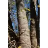 Brazilinis koralmedis - Erythrina falcata