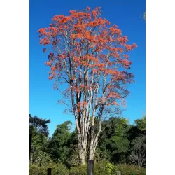 Brazilinis koralmedis - Erythrina falcata