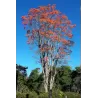 Brazilinis koralmedis - Erythrina falcata