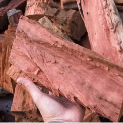 Egzotiniai augalai internetu