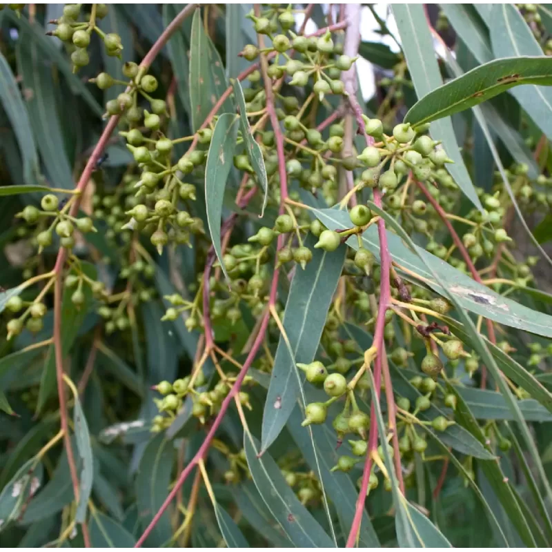 Egzotiniai augalai internetu