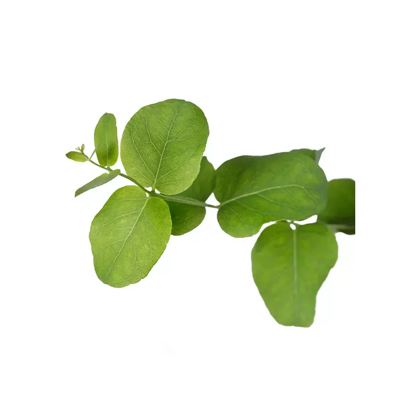 Eukaliptas - Eucalyptus stuartiana