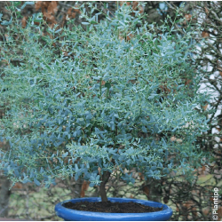 Eukaliptas - Eucalyptus gunnii France Bleu